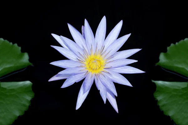 Lotus — Stockfoto