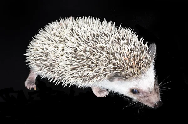 Porco-pigmeu africano Hedgehog — Fotografia de Stock