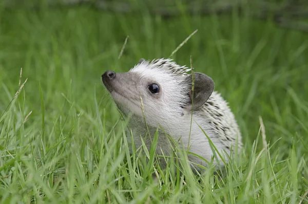 Porco-pigmeu africano Hedgehog — Fotografia de Stock