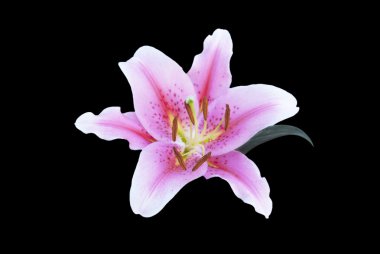 Lily