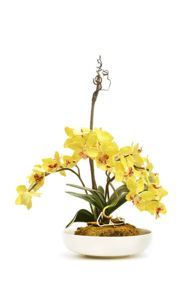 Flower on pot — Stock Photo, Image