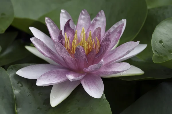 Lotus — Stockfoto