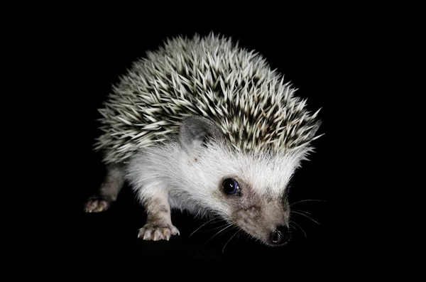 Porco-pigmeu africano Hedgehog Fotografias De Stock Royalty-Free