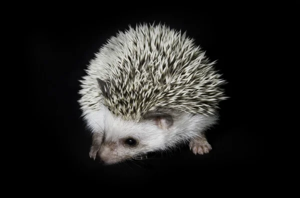 Porco-pigmeu africano Hedgehog — Fotografia de Stock