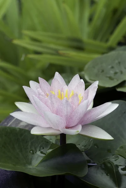 Lotus — Stockfoto