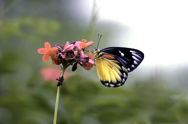 Schmetterling auf roter Blume Stockbild