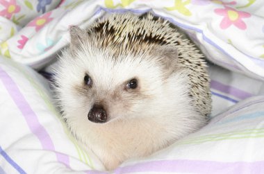 Afrika cüce hedghog
