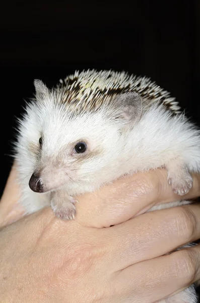 African pygmy hedghog — Stock Photo, Image