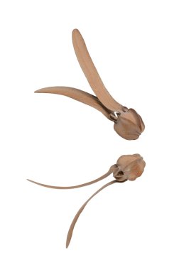 diptercarpaceae tohum kanadı