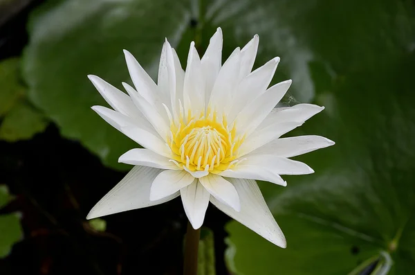 Lotus — Photo