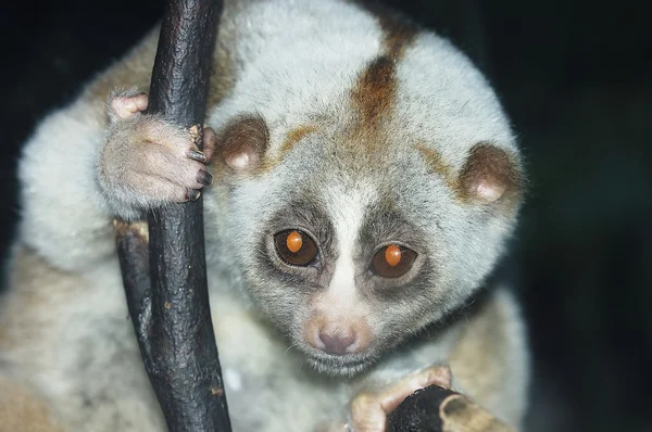 Slow loris — Stock Photo, Image