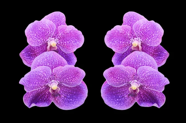 Orchidea viola — Foto Stock