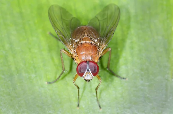 Red fly — Stock Photo, Image