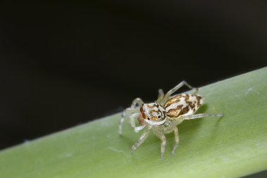 Yeşil yapraklı örümcek
