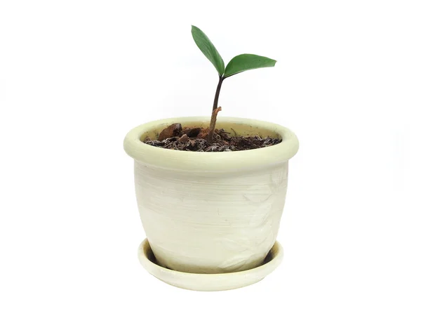 Seedling in pot — Stock Photo, Image