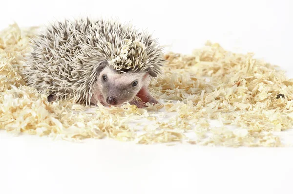 Porco-pigmeu africano Hedgehog — Fotografia de Stock