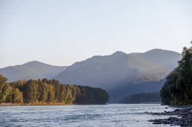 Hızlı akan geniş ve tamamen akan dağ nehri. Kıyı, güzel bir ormanın arka planında görülebilir. Büyük dağ ırmağı Katun, turkuaz renk, Altai Dağları, Altai