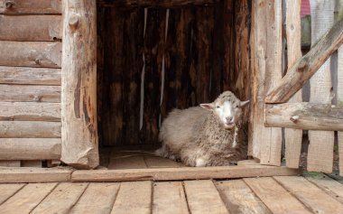 Kırsaldaki ahşap bir ağılda beyaz kıvırcık saçlı bir koyun. Koyun yetiştiriciliği. Oda servisi..