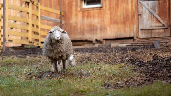 White Curly Sheep Wooden Paddock Countryside Sheep Lambs Graze Green — Stock Photo, Image