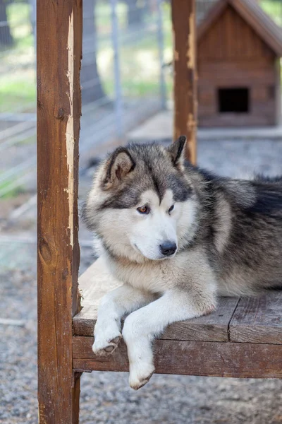 Ein Schöner Und Freundlicher Alaska Malamute Schäferhund Sitzt Einem Gehege — Stockfoto