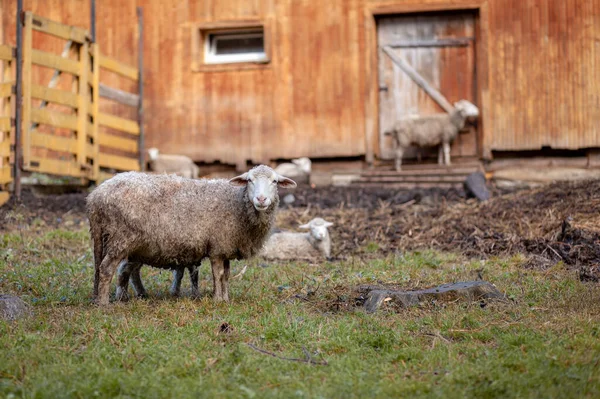 White Curly Sheep Wooden Paddock Countryside Sheep Lambs Graze Green — Stock Photo, Image