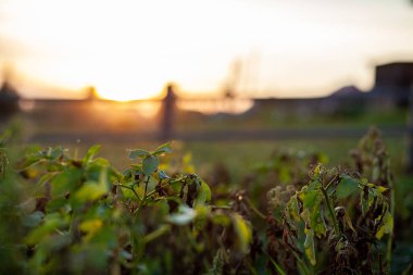 Ev bahçesinde sıra sıra patates. Hasat için hazırlık yapıyorum. Baharda, mutfak bahçesinde, güneş ışığında sıralanmış patates bitkileri. Arka arkaya yeşil patates tarlası. Patates yetiştiriyorum..