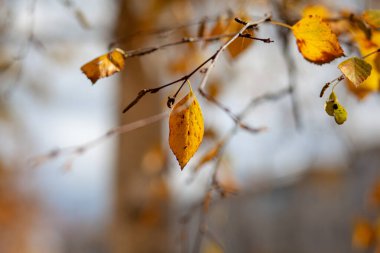 Sonbaharda ağaç dallarında sarı ya da kuru yapraklar. Ağaç yaprakları, ıhlamur ve dallardaki diğer ağaçlar. Metin için boş bir boşluk var