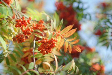 Dağ kepeği kırmızı kül dalı, bulanık yeşil arka planda. Sonbahar hasadı hala hayat dolu. Yumuşak odak arkaplanı fotoğrafçılığı. Boşluğu kopyala.