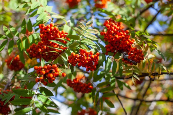 Mountain Rönn Röd Aska Gren Bär Suddig Grön Bakgrund Höstskörd — Stockfoto