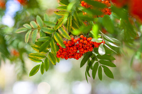 Mountain rowan ash branch berries on blurred green background. Autumn harvest still life scene. Soft focus backdrop photography. Copy space.