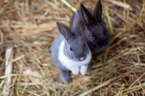 ペンの中の小さなふわふわのウサギはカップから食べ物を食べています ペンには干し草がたくさん入っています ウサギはペットのようだ 家庭経営 — ストック写真