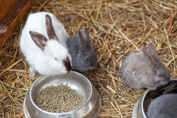 ペンの中の小さなふわふわのウサギはカップから食べ物を食べています ペンには干し草がたくさん入っています ウサギはペットのようだ 家庭経営 — ストック写真