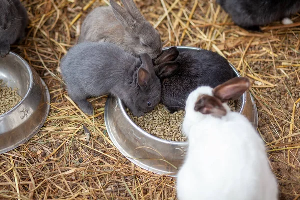 ペンの中の小さなふわふわのウサギはカップから食べ物を食べています ペンには干し草がたくさん入っています ウサギはペットのようだ 家庭経営 — ストック写真