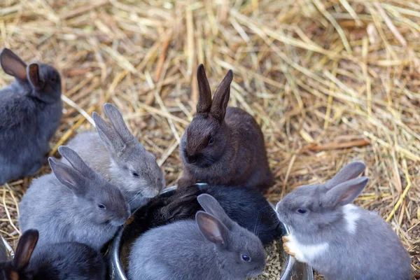 ペンの中の小さなふわふわのウサギはカップから食べ物を食べています ペンには干し草がたくさん入っています ウサギはペットのようだ 家庭経営 — ストック写真