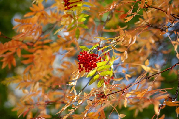 Ягоды Рябины Красной Золы Рябины Размытом Зеленом Фоне Осенний Урожай — стоковое фото