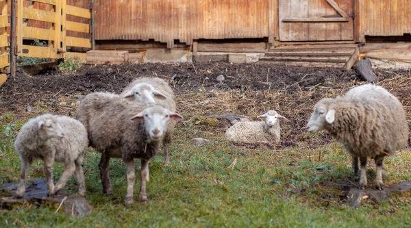 Ovelhas e cordeiros pastam na grama verde. Criação de ovinos. Serviço de limpeza — Fotografia de Stock