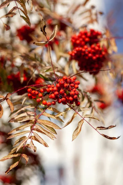 푸른 배경에 있는 산붉은 화산재 가지 열매. — 스톡 사진