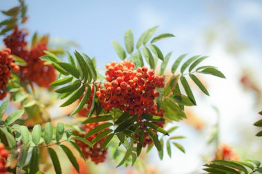 Dağ kırmızısı Rowan Dalı Dalı Böğürtlenleri bulanık yeşil arka planda.