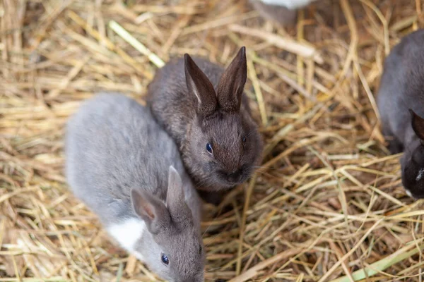 小さなふわふわのウサギがカップから食べ物を食べています. — ストック写真