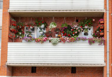 Balkondaki bahçe. Balkonda çiçekler var. Evde çiçek yetiştiriyorlar.