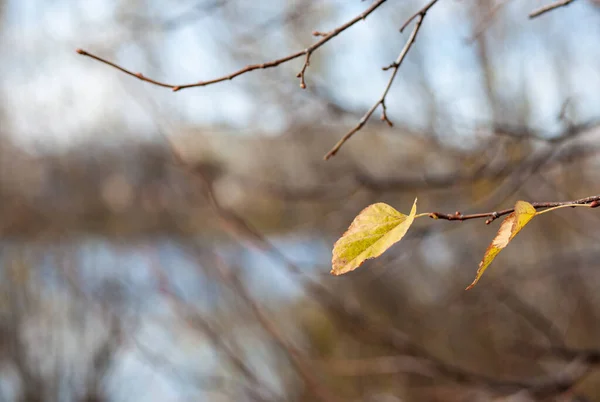 Hojas amarillas o secas en ramas de árboles en otoño Hojas de tilo de abedul — Foto de Stock