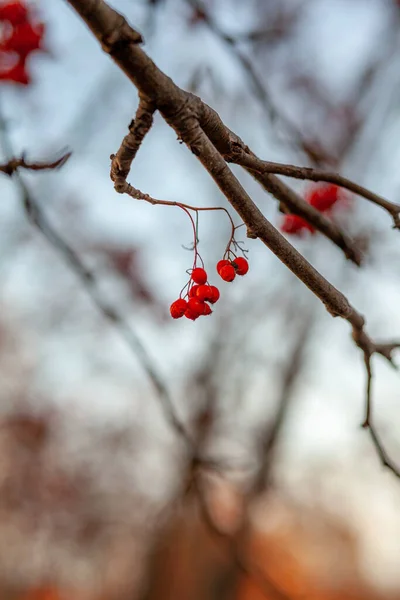 Ягоды ветвей горной золы красные на размытом осеннем фоне — стоковое фото
