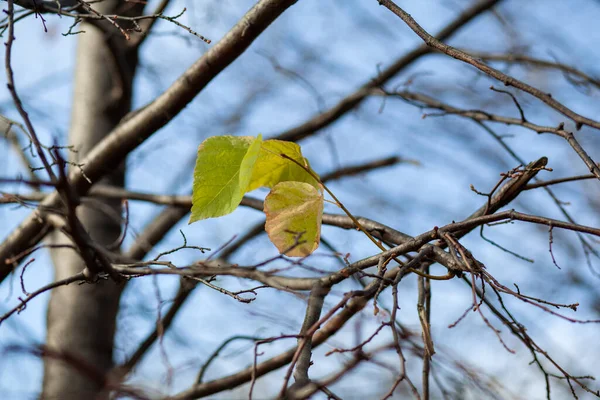Hojas amarillas o secas en ramas de árboles en otoño Hojas de tilo de abedul — Foto de Stock