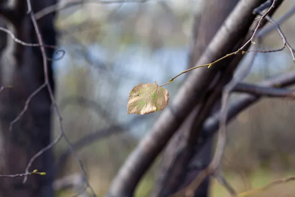 Hojas Amarillas Secas Ramas Árboles Otoño Hojas Abedul Tilo Otros — Foto de Stock