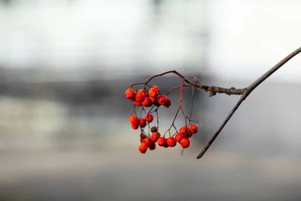 山灰の枝の果実はぼやけた秋の背景に赤です 秋の収穫はまだ生活シーン ソフトフォーカスの背景写真 スペースのコピー — ストック写真