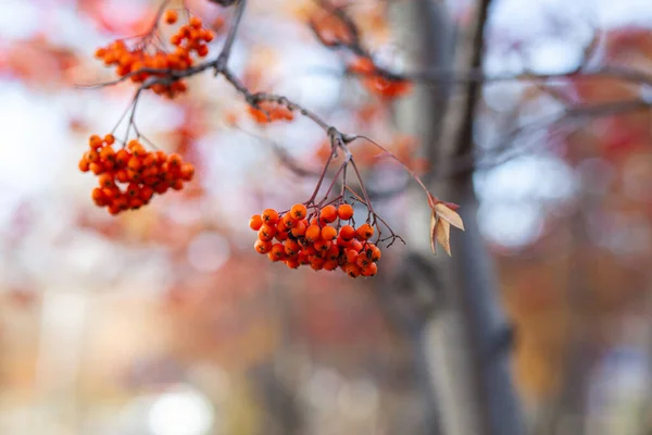 Ягоды Ветвей Горной Золы Красные Размытом Осеннем Фоне Осенний Урожай — стоковое фото