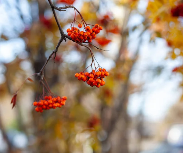 Ягоды Ветвей Горной Золы Красные Размытом Осеннем Фоне Осенний Урожай — стоковое фото