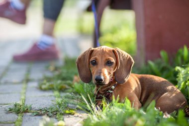 Parktaki güzel kahverengi dachshund köpeği. Köpek dinleniyor. Şehir parkında bir köpekle yürümek..