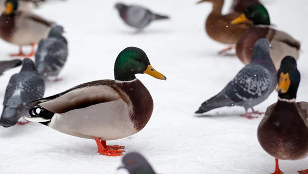 Winter Portrait Duck Winter Public Park Duck Birds Standing Sitting — Stock Photo, Image