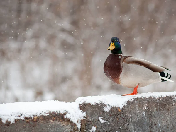 冬季公园里一只鸭子的冬季肖像 鸭子在雪地里站着或坐着 鸟类迁徙 公园里的鸭子和鸽子在等待人们的食物 — 图库照片